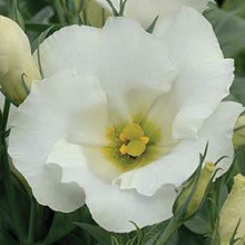 Эустома Сапфир Вайт [1000 драже] - ООО «Семена Тут»