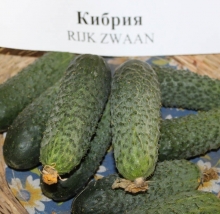 img-1: Огурец Кибрия F1 - ООО «Семена Тут»