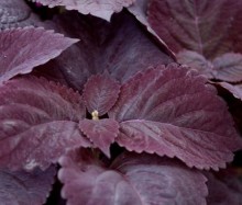 img-1: Колеус Джиант Эксибишен Палисандра [1000 шт] - ООО «Семена Тут»