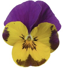 Виола рогатая Дельтини F1 Еллоу энд Парпл [1000 шт] - ООО «Семена Тут»