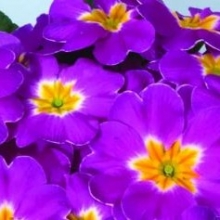 Примула Орион Лилак [250 шт] - ООО «Семена Тут»