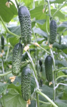 img-1: Огурец Хасбулат F1 - ООО «Семена Тут»