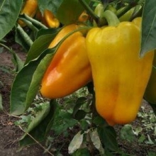 Перец Гладиатор Агро - ООО «Семена Тут»