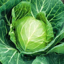 Капуста белокочанная Роктор F1 - ООО «Семена Тут»