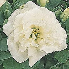 Эустома Сапфир Вайт Дабл [100 драже] - ООО «Семена Тут»