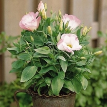 Эустома Сапфир Пинк Рим [100 драже] - ООО «Семена Тут»