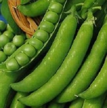 Горох овощной Беркут - ООО «Семена Тут»