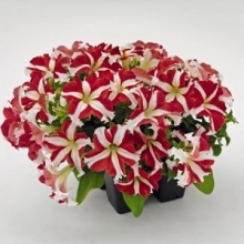 Петуния грандифлора Саксесс 360° Ред Стар [1000 драже] - ООО «Семена Тут»