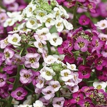 Алиссум Клеа Кристал Микс [1000 м/др] - ООО «Семена Тут»