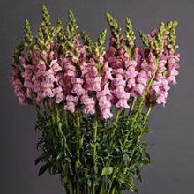 Львиный зев Потомак (группа 3,4) Лавендер [1000 шт] - ООО «Семена Тут»