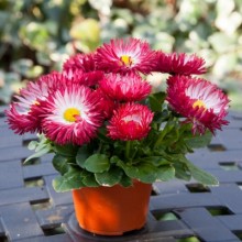 img-1: Маргаритка Бам Бам Ред [1000 драже] - ООО «Семена Тут»