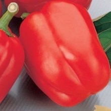 Перец Аристотель ЭКС 3 F1 - ООО «Семена Тут»