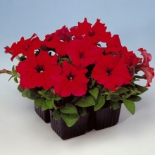 Петуния грандифлора Игл Ред [5000 шт] - ООО «Семена Тут»