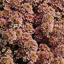 Алиссум Эстер Бонет Пич [1000 шт] - ООО «Семена Тут»