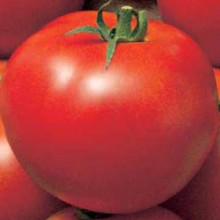 Томат Рассвет F1 (инкруст. семена) - ООО «Семена Тут»
