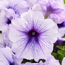 Петуния мультифлора Мамбо Джи Пи Сильвер Блю [100 драже] - ООО «Семена Тут»