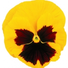 Виола крупноцветковая Матрикс Еллоу Блотч [1000 шт] - ООО «Семена Тут»