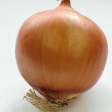 Лук репчатый Сангро F1 - ООО «Семена Тут»