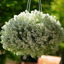 Алиссум Гига Вайт [1000 м/драже] - ООО «Семена Тут»