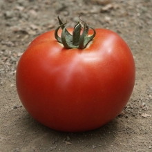 Томат Мирсини F1 - ООО «Семена Тут»