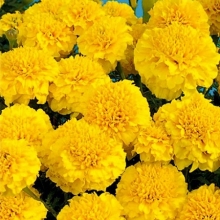 Бархатцы отклоненные махровые Бой золотые - ООО «Семена Тут»