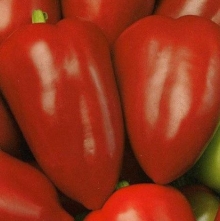 Перец Атлет F1 (инкруст. семена) - ООО «Семена Тут»