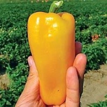 Перец Пируэт F1 - ООО «Семена Тут»