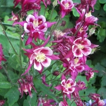 Аквилегия гибридная Малиновая звезда - ООО «Семена Тут»