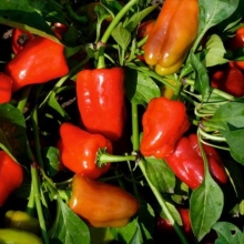 Перец Ред Барон F1 - ООО «Семена Тут»