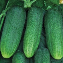 img-0: Огурец Атос F1 (инкруст. семена) - ООО «Семена Тут»