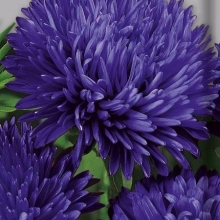 Астра королевский размер Синяя - ООО «Семена Тут»