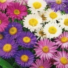 Астра альпийская Смесь окрасок - ООО «Семена Тут»