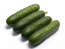 Огурец Спино F1* - ООО «Семена Тут»