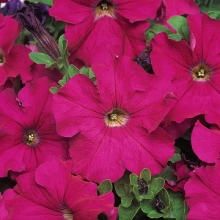 Петуния грандифлора Дримс Неон Роуз [5000 драже] - ООО «Семена Тут»