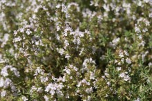 img-1: Тимьян Оранжело [1000 шт] - ООО «Семена Тут»