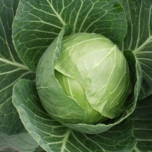 Капуста белокочанная Раменос F1 - ООО «Семена Тут»