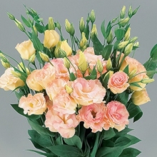 Эустома Супер Мэджик Шампань [1000 шт] - ООО «Семена Тут»