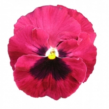 Виола крупноцветковая Пауэр Роуз виз Блотч [1000 шт] - ООО «Семена Тут»