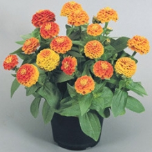 Цинния Циннита Оранж [1000 шт] - ООО «Семена Тут»