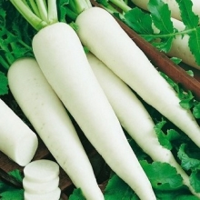 Дайкон Миноваси - ООО «Семена Тут»
