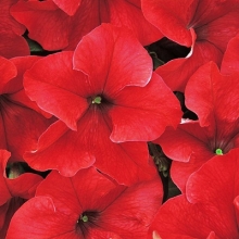 Петуния грандифлора Дримс Ред [10000 драже] - ООО «Семена Тут»