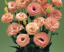 Эустома Арена 3 Эприкот [1000 драже] - ООО «Семена Тут»