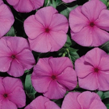 Катарантус Хитвэйв Грейп [1000 шт] - ООО «Семена Тут»