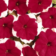 Петуния грандифлора Дримс Ред Пикоти [10000 драже] - ООО «Семена Тут»