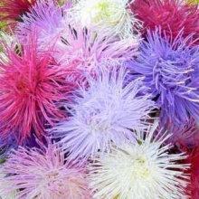 Астра Гигантские лучи Смесь окрасок - ООО «Семена Тут»