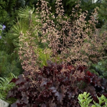 img-1: Гейхера Мелтинг Файр [500 драже] - ООО «Семена Тут»