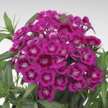 Гвоздика турецкая Диабунда Парпл [100 драже] - ООО «Семена Тут»