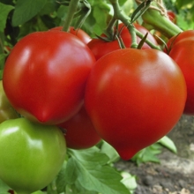 Томат Дороти F1* - ООО «Семена Тут»