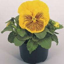 img-1: Виола крупноцветковая Кетс Плюс Еллоу [1000 шт] - ООО «Семена Тут»