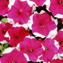 Петуния грандифлора Дримс Роуз Пикоти [100 драже] - ООО «Семена Тут»